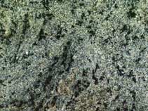 Granit & Co | Granit Vert Tropical Brésil | Marbrier Pau (64) Granit & Co | Granit Vert Tropical Brésil | Marbrier Pau (64)